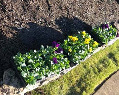 Flowerbed Planting Collierville, TN