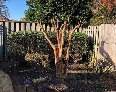 Pruning Collierville, TN