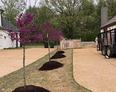 Tree Services Collierville, TN