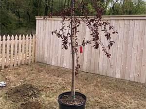 Photo 31